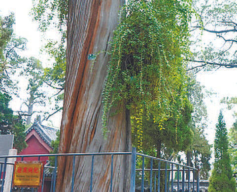 山东省邹城市孟庙的桧寓枸杞　李佳佳供图