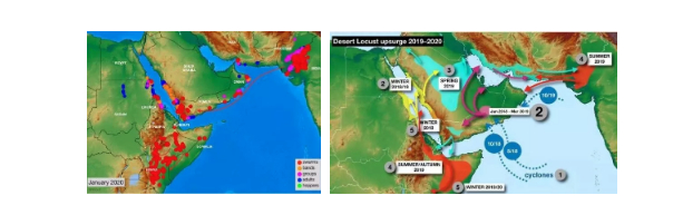 联合国粮农组织公布的不同形态蝗虫分布图和沙漠蝗虫迁徙图