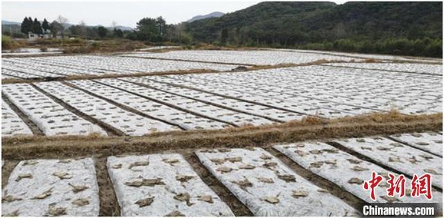 2020年贵州确保粮食总产量1000万吨以上