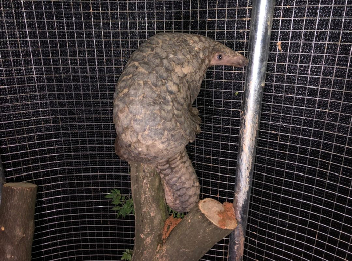 坐在树上的穿山甲“昨夜”