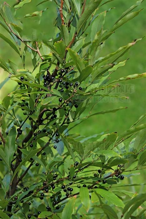 见风消见过吗祛风利湿用于风湿痹痛四肢麻木荨麻疹