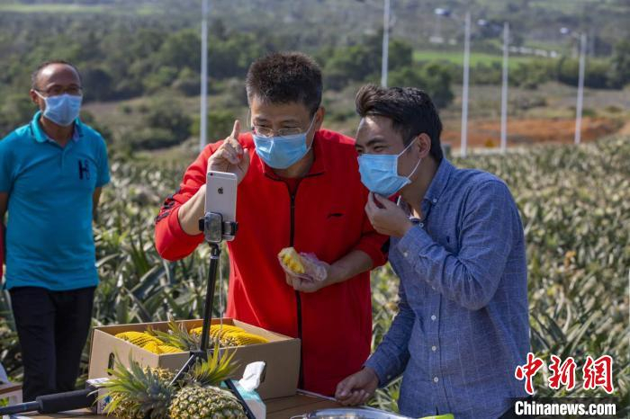万宁市委书记贺敬平“客串”淘宝直播，推介当地特色水果龙滚菠萝。　杨师忠 摄