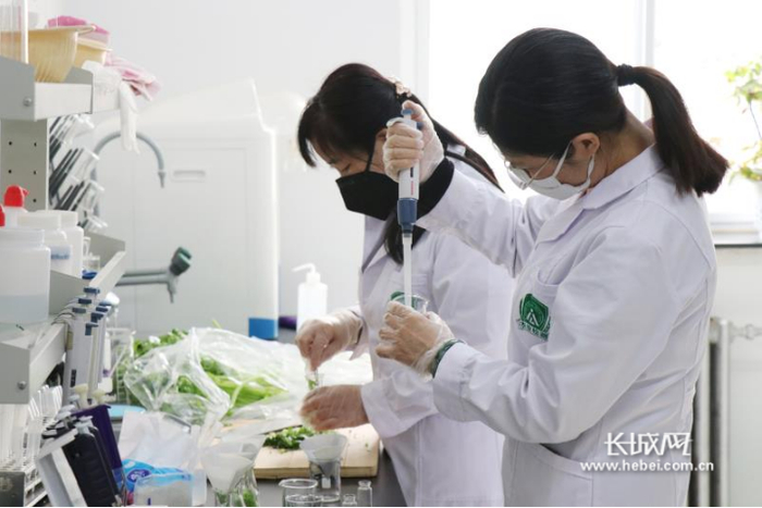 涿州市农业农村局检测员对送检蔬菜样品香芹进行农药残留检测。吴亚兰 摄