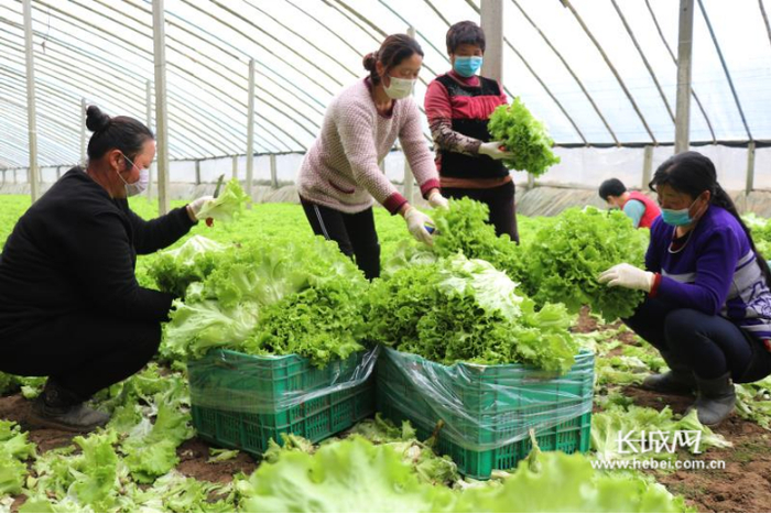 在河北润雅农业科技开发有限公司的蔬菜大棚里正在忙碌地采收蔬菜。徐清铭供图