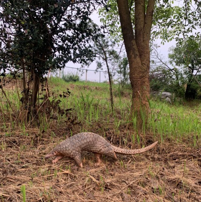 穿山甲“昨夜”