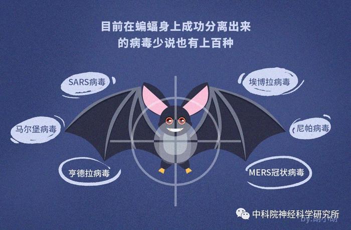 疫情下的蝙蝠专访——揭秘蝙蝠携带病毒却不发病的隐情