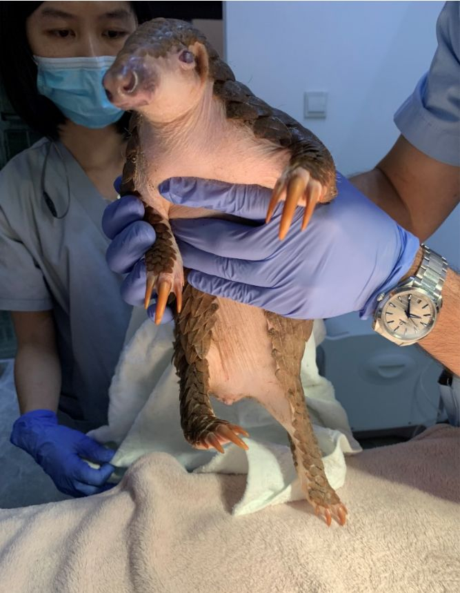 在医院抢救中的穿山甲“没动”