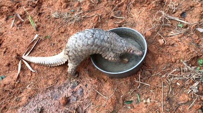 穿山甲“嗜睡”