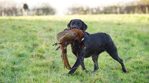 猎犬衔来了主人打获的山鸡