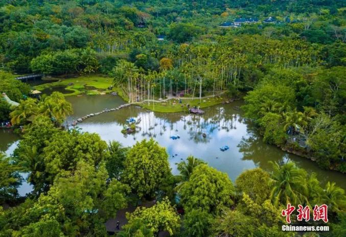 ▲ 资料图：海南呀诺达热带雨林景区。骆云飞 摄