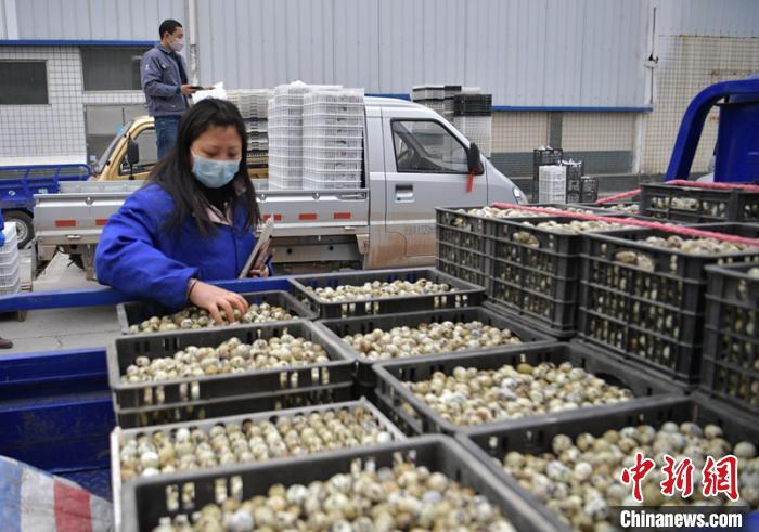     大量新鲜鹌鹑蛋送到九升食品公司。　刘忠俊　摄
