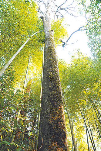 高大挺拔的伯乐树　PPBC/摄影师 陈炳华摄