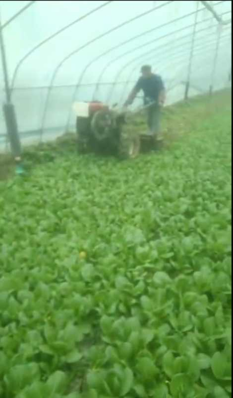 黄强的大棚内，已成熟的上海青被铲掉埋地里。&nbsp;视频截图