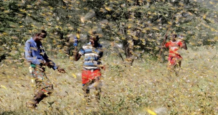 肯尼亚的蝗虫灾害。/ 天空新闻网截图