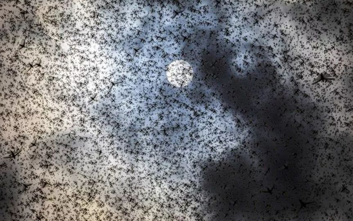 肯尼亚的沙漠蝗群遮天蔽日。图片来源：联合国粮农组织