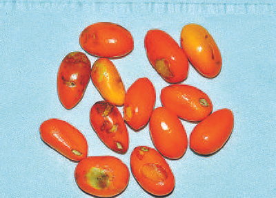 伯乐树种子　PPBC/摄影师 徐永福摄