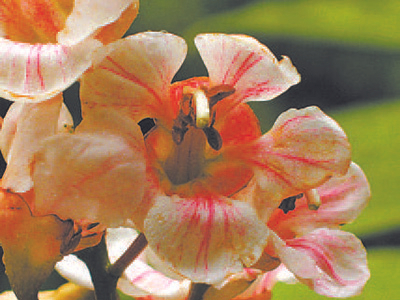 伯乐树花部特写　PPBC/摄影师 于胜祥摄