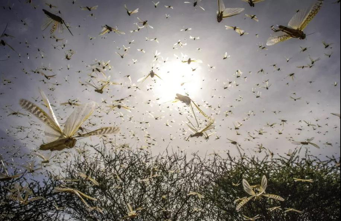 沙漠蝗虫灾害。/ 《非洲时报》截图