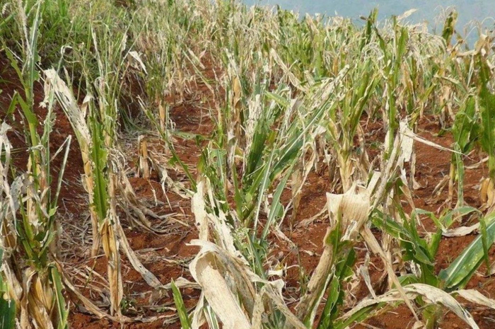 资料来源：中国企业信息观察网