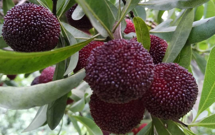 等到6月，杨梅将成熟上市。受访者供图