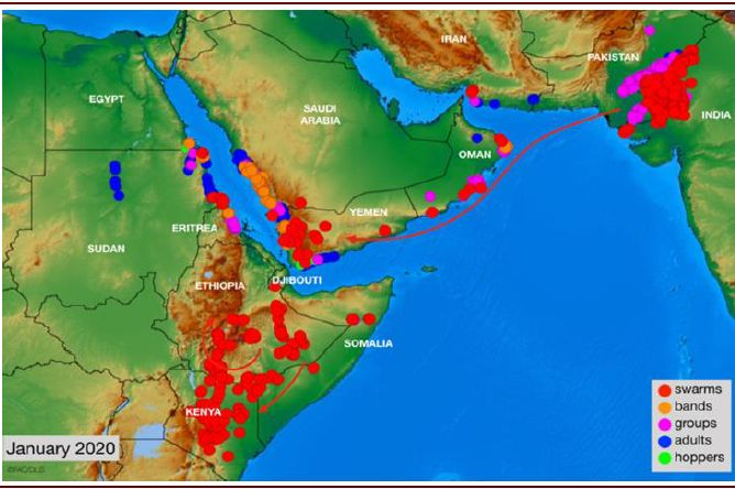 资料来源：FAO，中金公司研究部