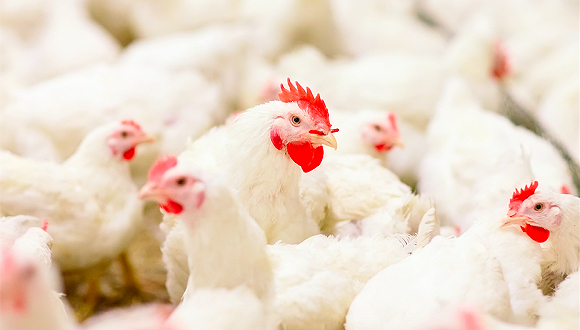 图片来源：海洛创意