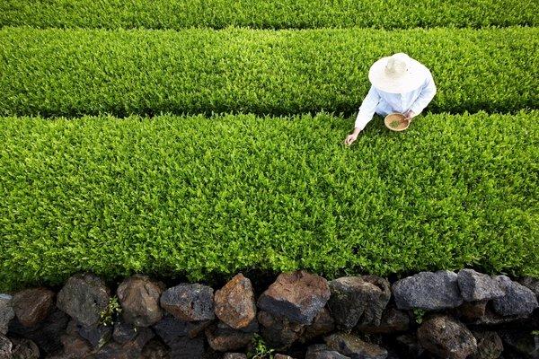 爱茉莉太平洋开设绿茶乳酸菌研究中心 | 美通社