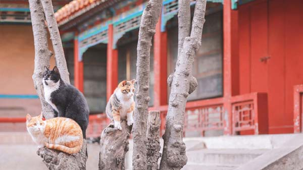 “三小只”（“吉祥”“如意”“警长”）在颐和轩合影。  @ 刘顺儿妞 图