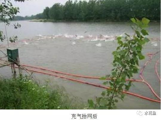 仿古法"搬罾"渔法---抬网捕鱼："搬罾"渔法与网箱养鱼结合而来