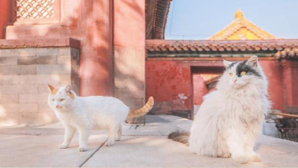 景仁宫里的“馒头“和“三随子”（鳌拜）同框。  @ 刘顺儿妞 图