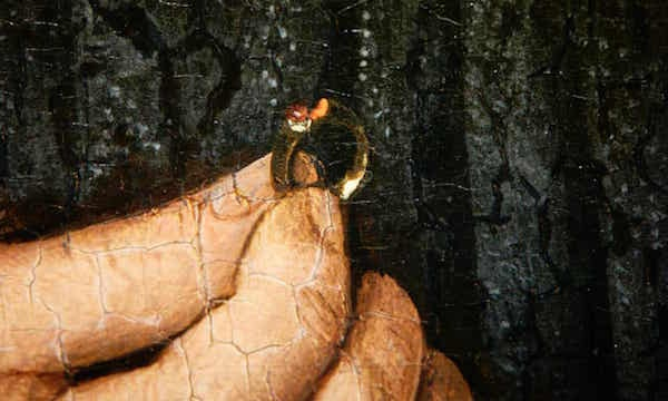 扬·凡·艾克，《工匠Jan de Leeuw肖像》（局部）