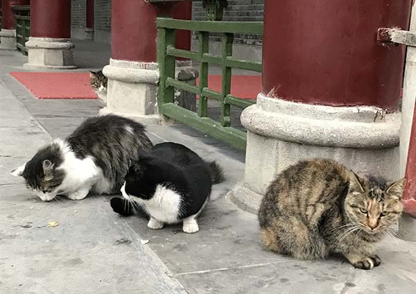 西安碑林博物馆里的猫儿。 澎湃新闻记者 陆林汉 图