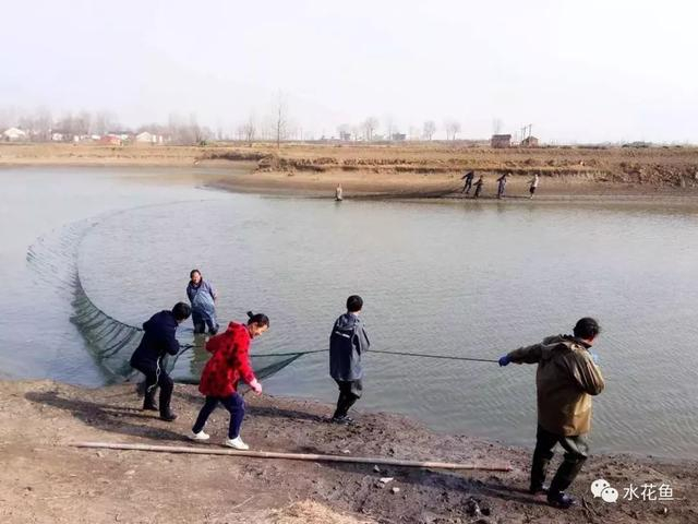 仿古法"搬罾"渔法---抬网捕鱼："搬罾"渔法与网箱养鱼结合而来