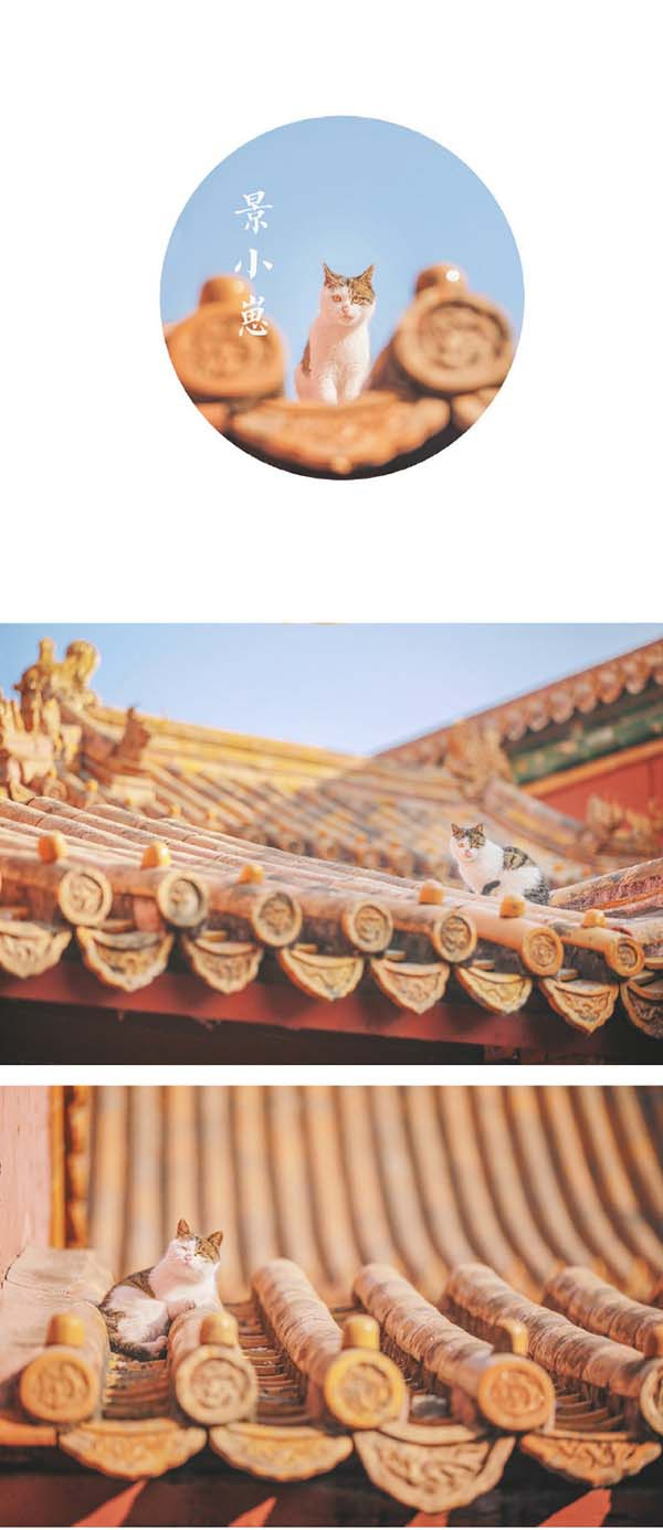 景小崽：常出现在景仁宫的屋顶和暗渠洞口。 @ 刘顺儿妞 图