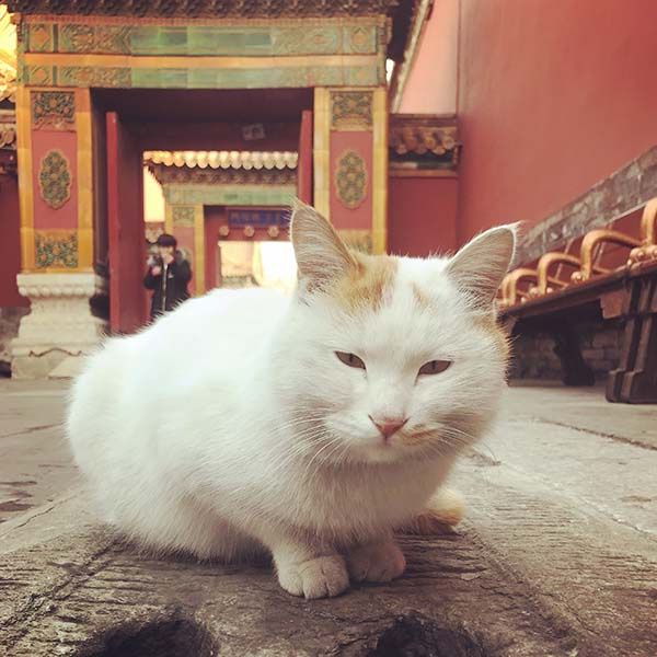 故宫的猫。  澎湃新闻记者 黄松 图