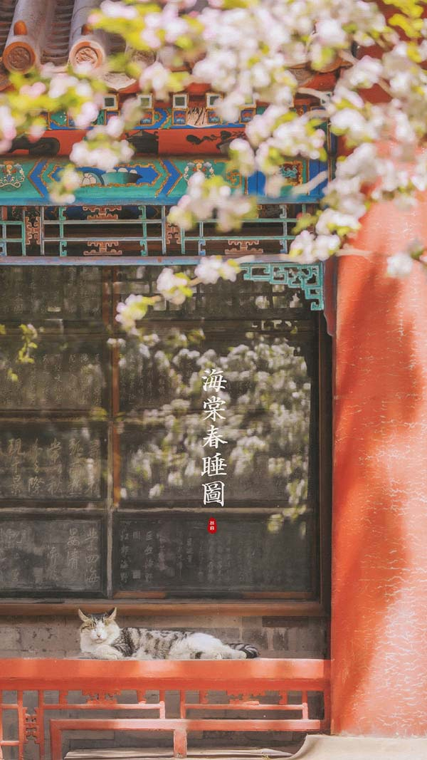 海棠花下的颐和轩“小崽儿”。 @ 刘顺儿妞 图