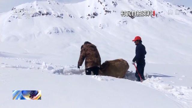 三江源村民与野生动物的故事：当保护动物成为一种传统文化