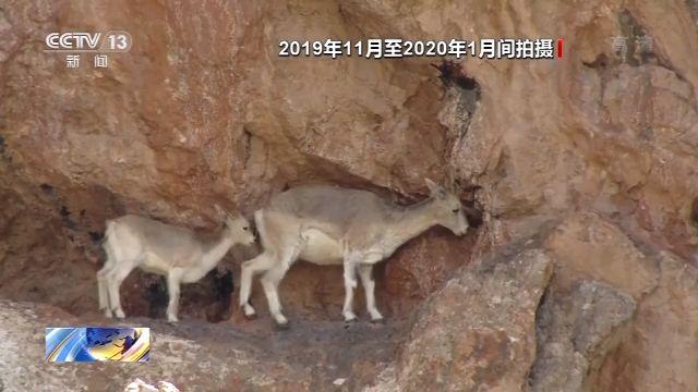 三江源村民与野生动物的故事：当保护动物成为一种传统文化
