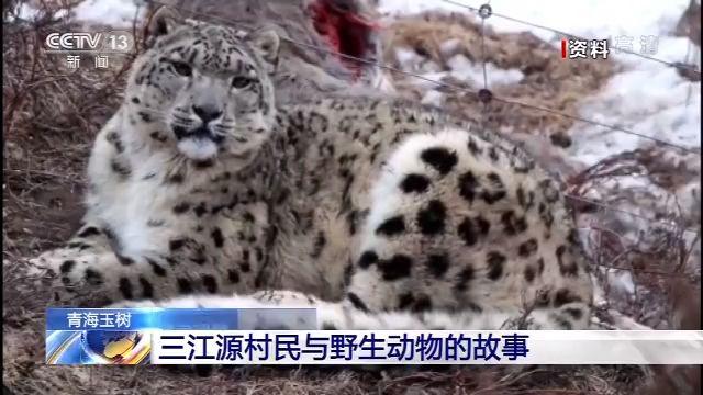 三江源村民与野生动物的故事：当保护动物成为一种传统文化
