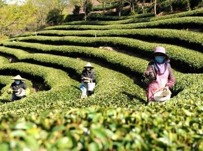 “大陆的阿里山”漳平台商台农复工复产