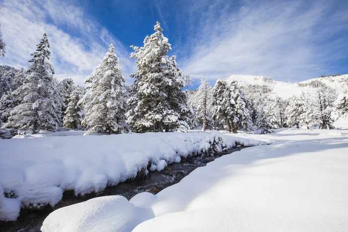 未开放滑行的林地