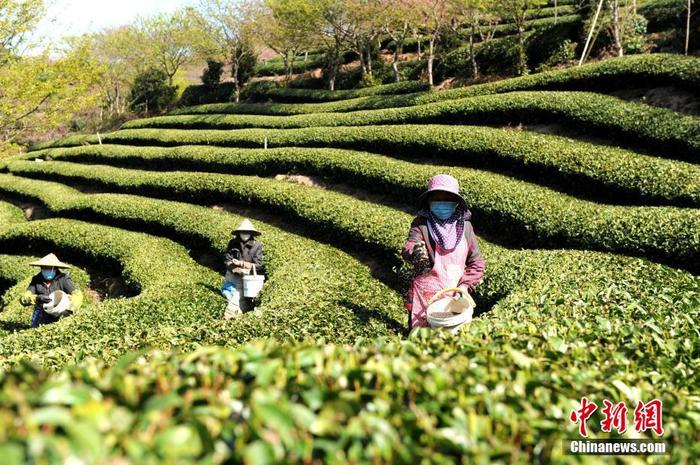 “大陆的阿里山”漳平台商台农复工复产