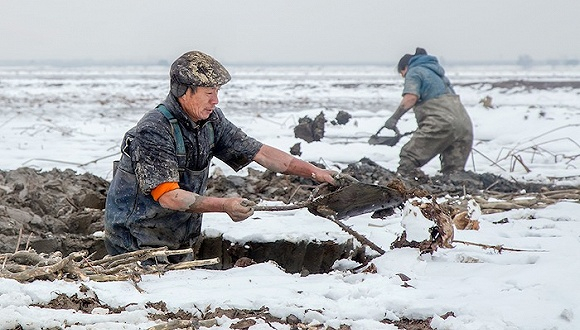 雪中挖藕人。图片来自：图虫