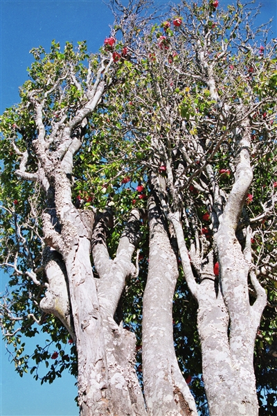 扶疏朴茂、生机勃勃的山茶古树