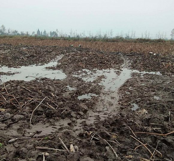 梁仁雕的藕田。图片自受访者