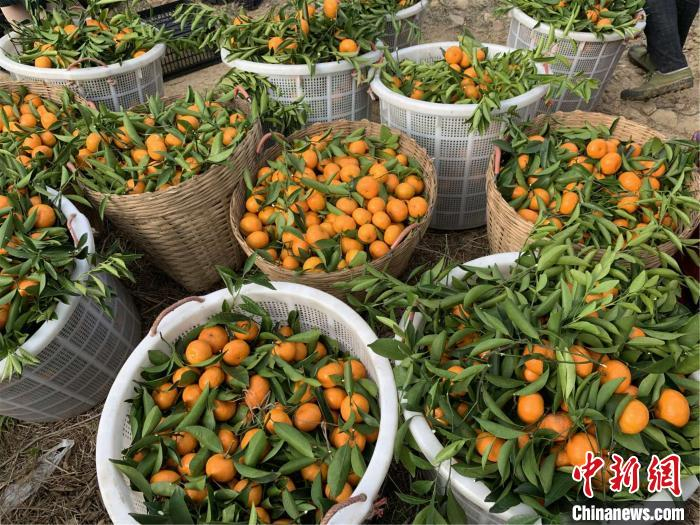图为“中国年桔之乡”的龙门年桔 龙门县委宣传部供图&nbsp;