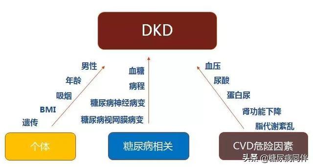 糖尿病肾脏病指南及专家共识解读（上）