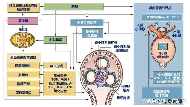 糖尿病肾脏病指南及专家共识解读（上）