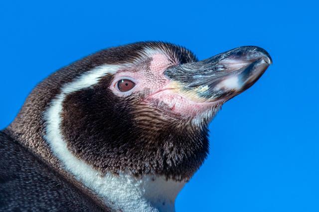 德生物学家对洪堡企鹅进行听力测试