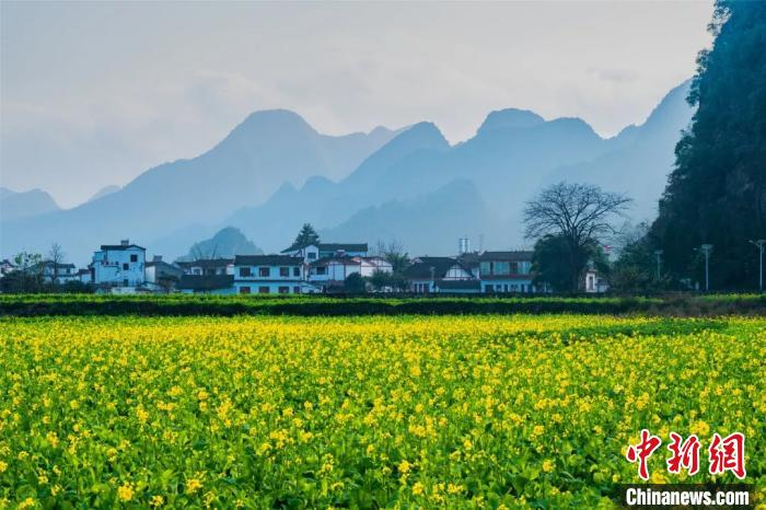 图为黔西南州兴义市万峰林景区油菜花开。黔西南州委宣传部供图